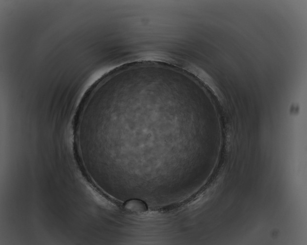 X0000096651024200802121128