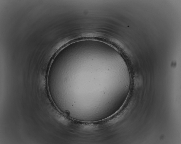 X0000096651025200802121128