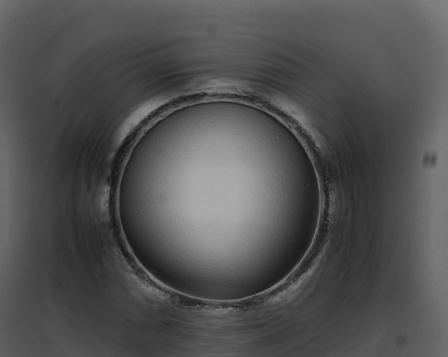 X0000096651066200802121127