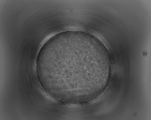 X0000096651074200802121127