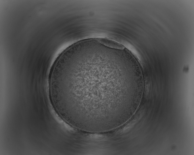 X0000096651088200802121127