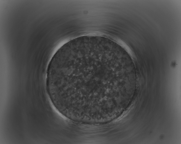 X0000096651095200802121127