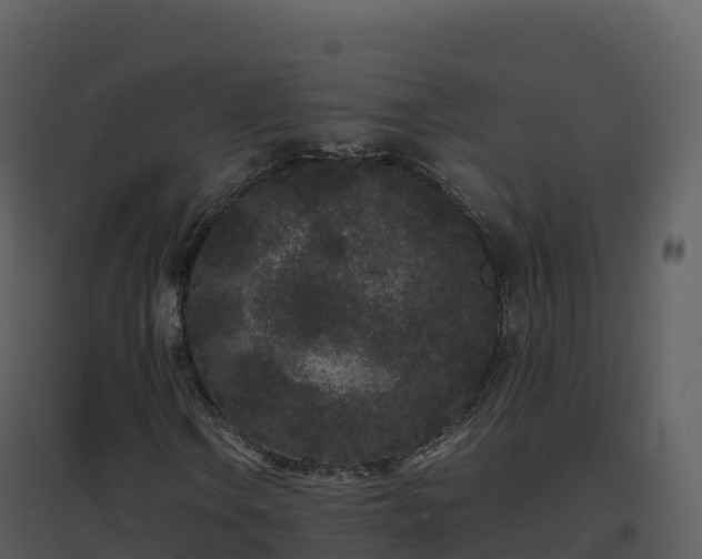 X0000096651106200802121126