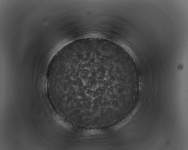 X0000096651117200802121126