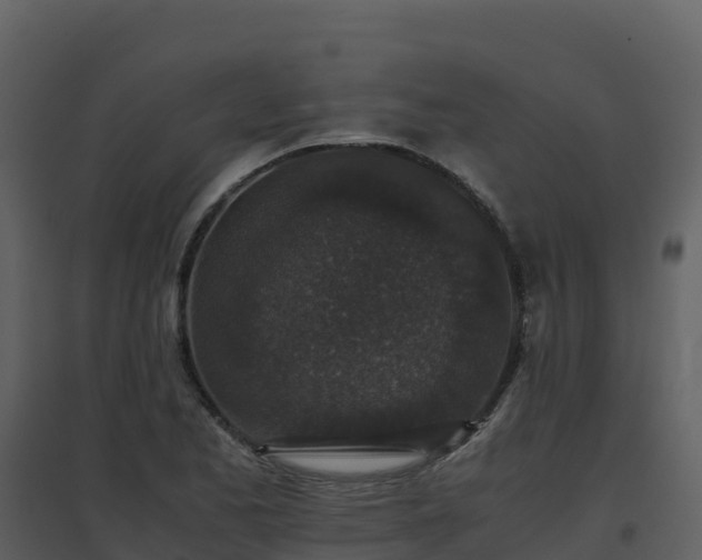 X0000096651173200802121126