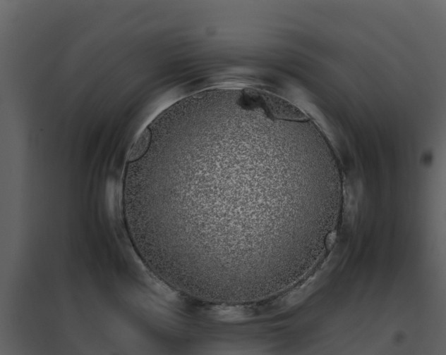 X0000096651194200802121125