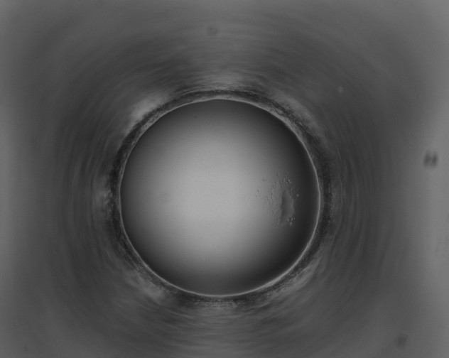 X0000096651210200802121125