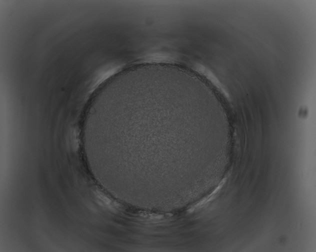 X0000096651213200802121125
