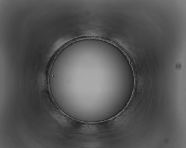 X0000096651215200802121125