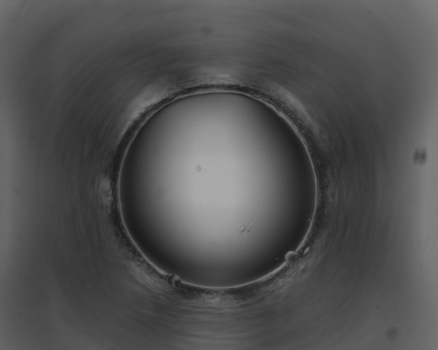 X0000096651218200802121125
