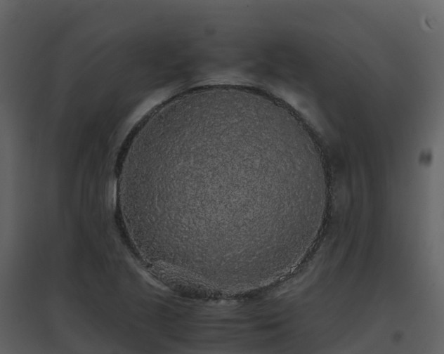 X0000096651221200802121125