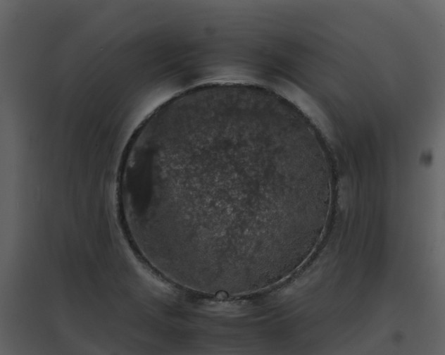 X0000096651229200802121125