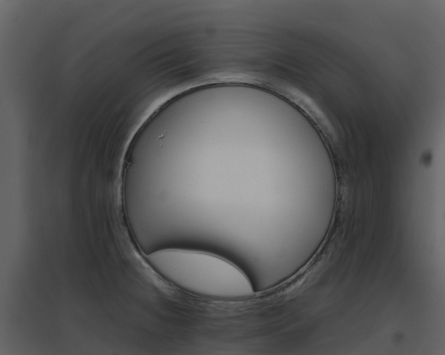 X0000096651236200802121125
