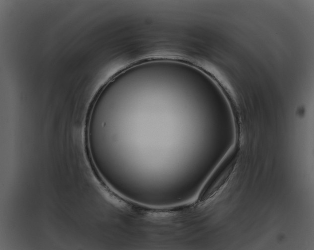 X0000096651237200802121125