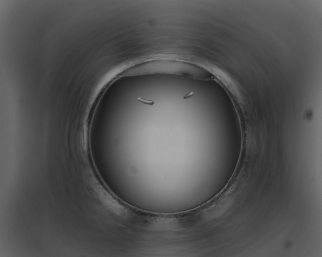 X0000096651238200802121125