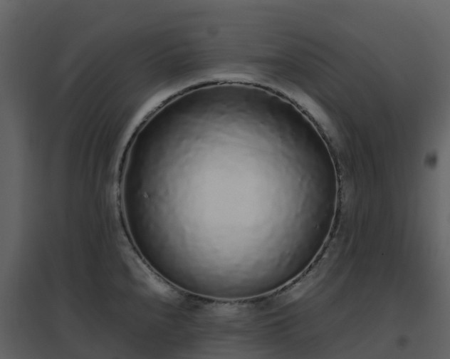 X0000096651240200802121125