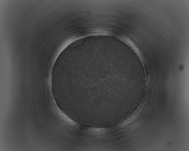 X0000096651243200802121125