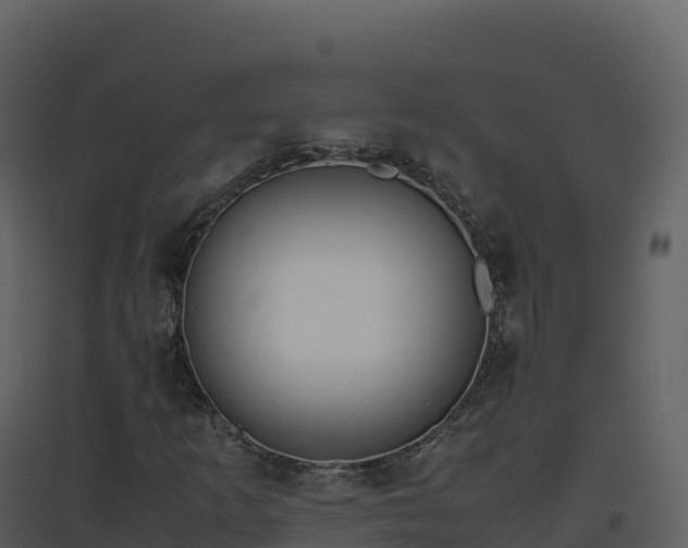 X0000096651253200802121124