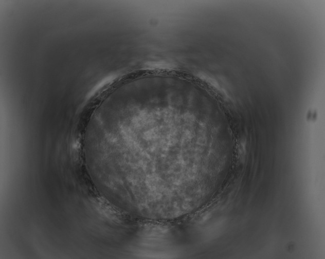 X0000096651254200802121124