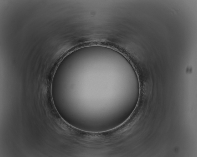 X0000096651257200802121124