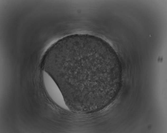 X0000096651263200802121124