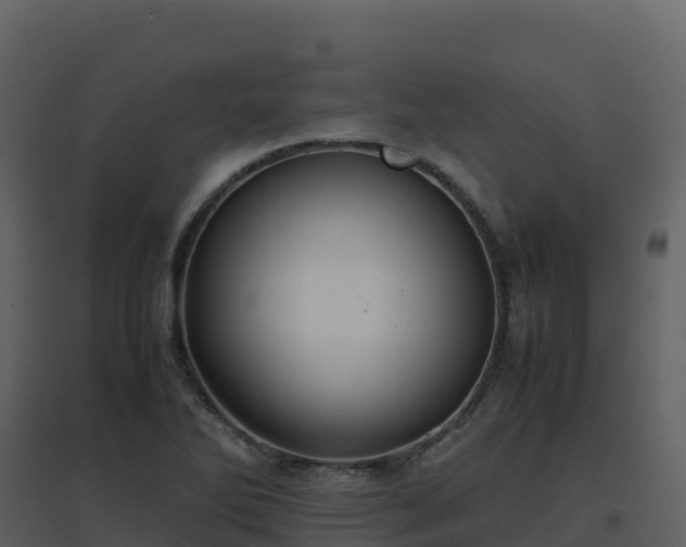 X0000096651270200802121124