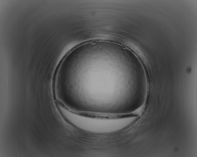 X0000096651283200802121124