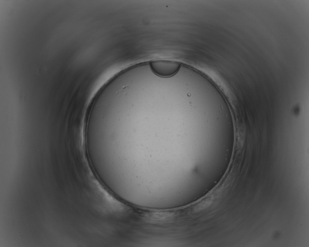 X0000096651294200802121124