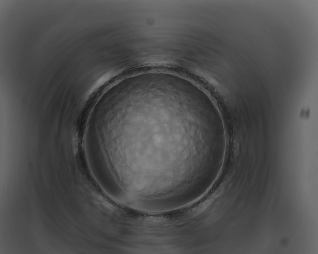X0000096651306200802121123
