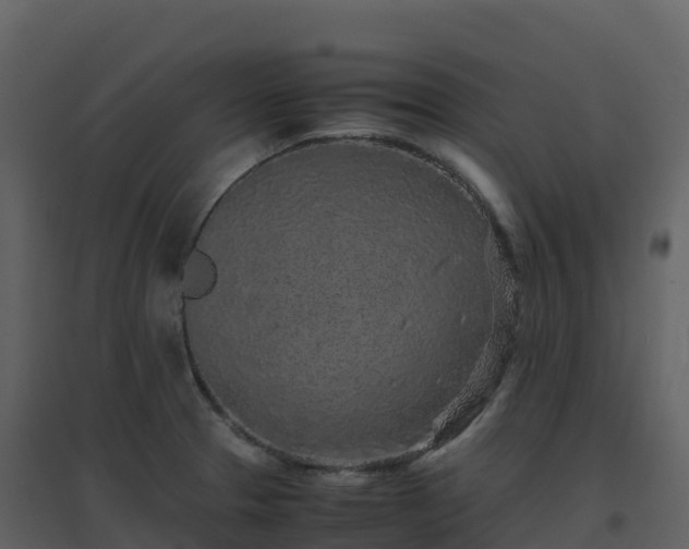 X0000096651329200802121124