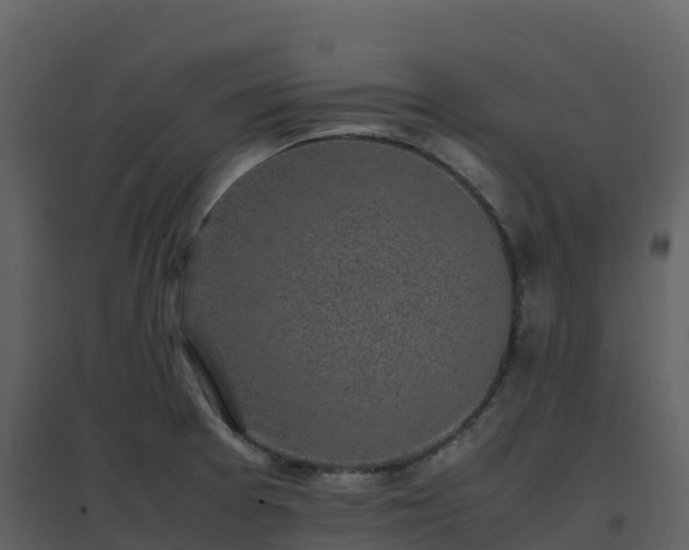 X0000096651377200802121123