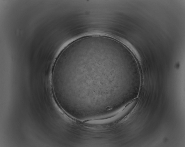 X0000096651388200802121123