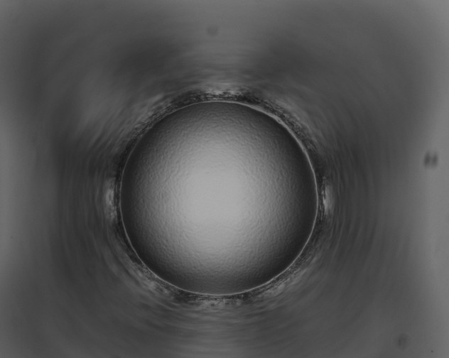 X0000096651396200802121122