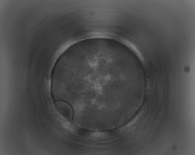 X0000096651419200802121122