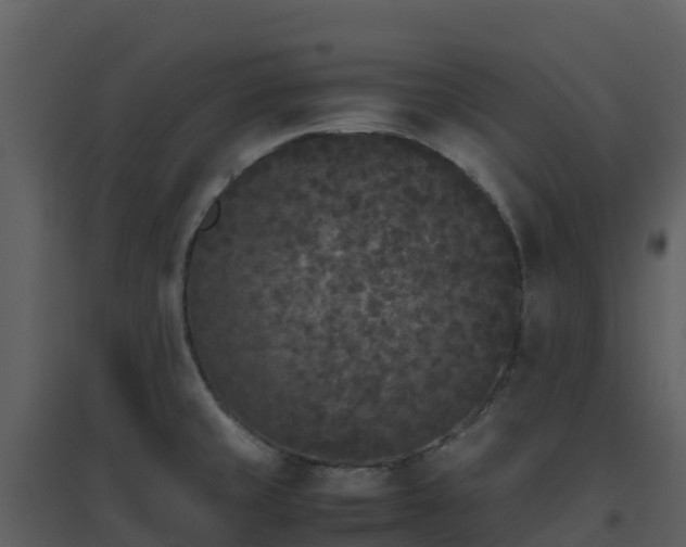 X0000096651429200802121122