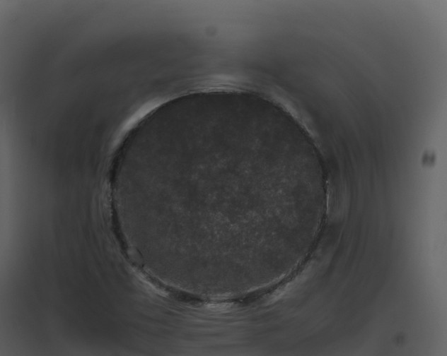 X0000096651453200802121122