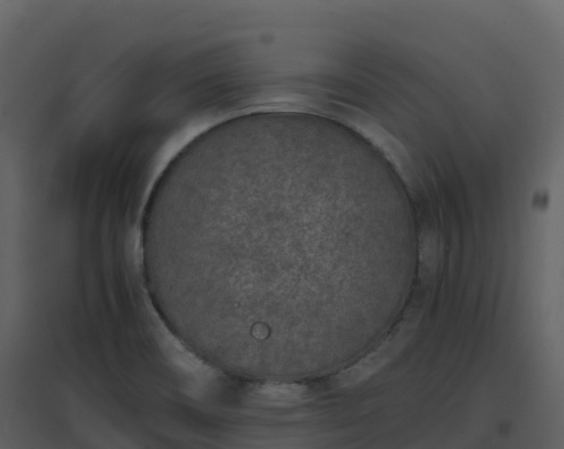 X0000096651466200802121121