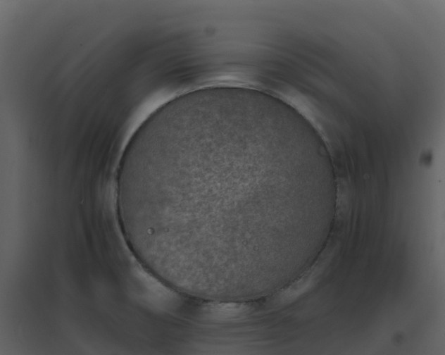 X0000096651474200802121121