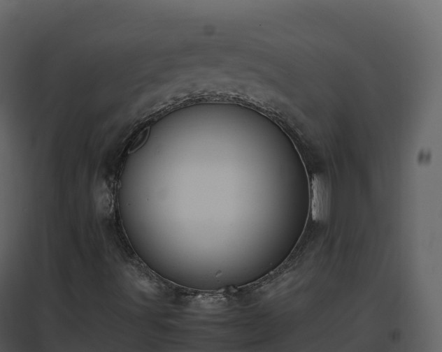 X0000096651491200802121121