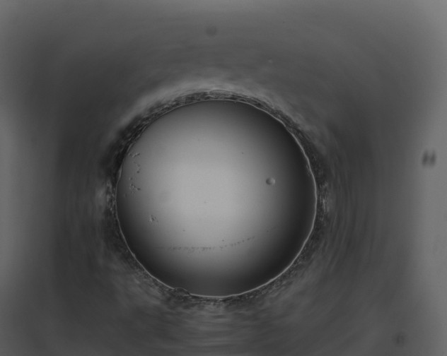 X0000096651495200802121121