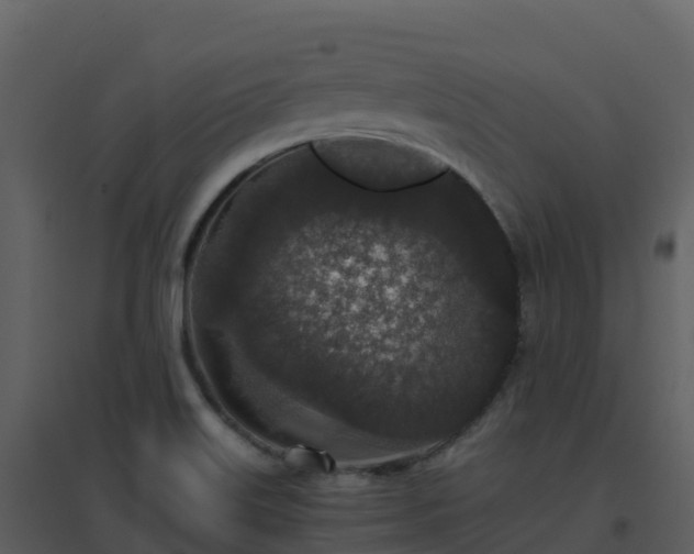 X0000096651515200802121121