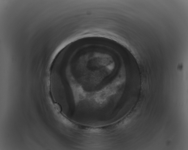 X0000096651522200802121121