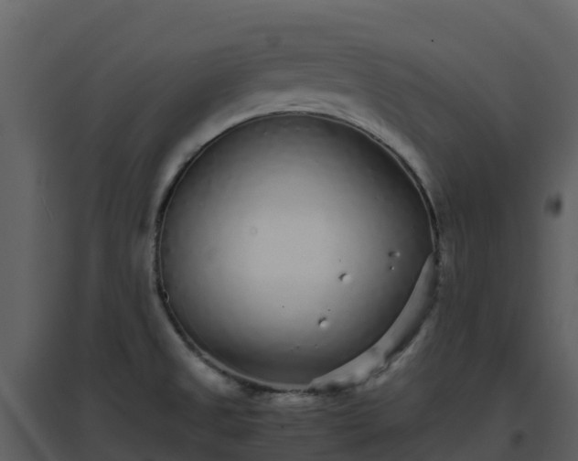 X0000096651525200802121121