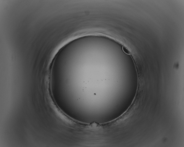 X0000096651526200802121121
