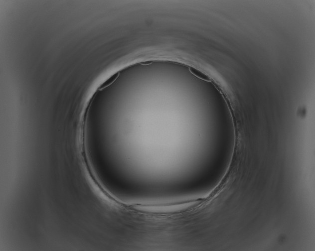 X0000096651528200802121121