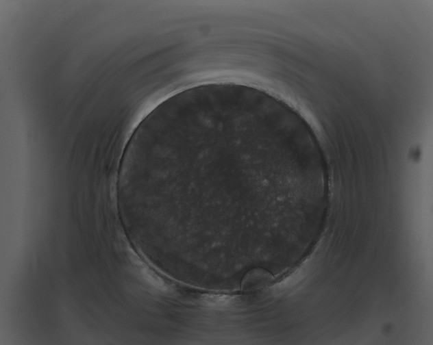 X0000096651529200802121121
