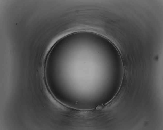 X0000096651531200802121121