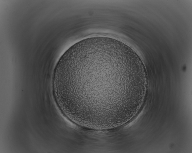X0000096651533200802121121