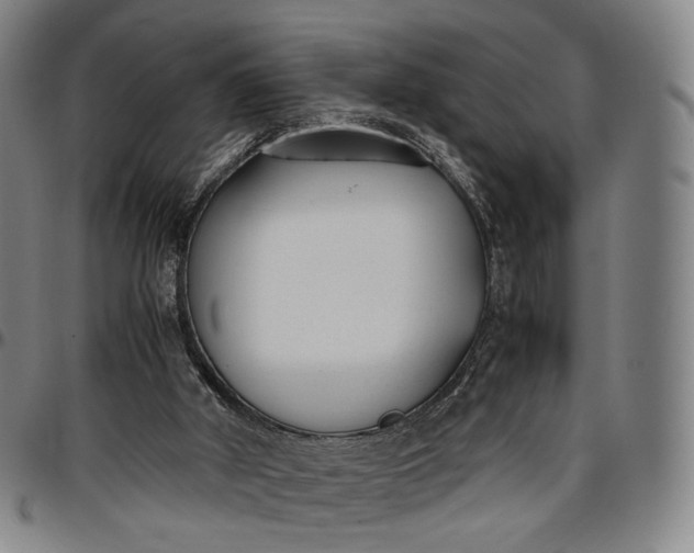 X0000096650010200802191253