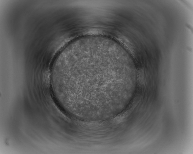 X0000096650016200802191253